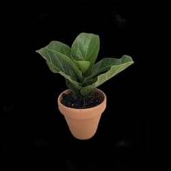 houseplant